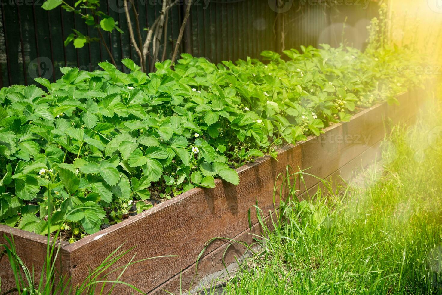 Strawberries bloom in the garden, blooming strawberries in the garden. photo