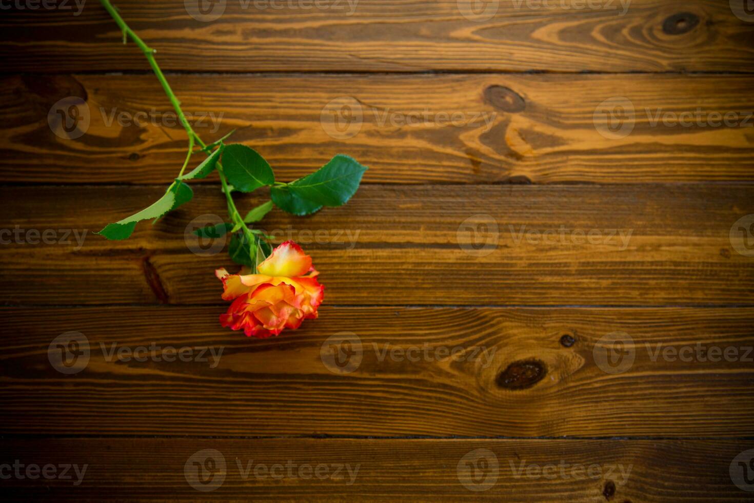 one red beautiful blooming rose on a wooden table photo