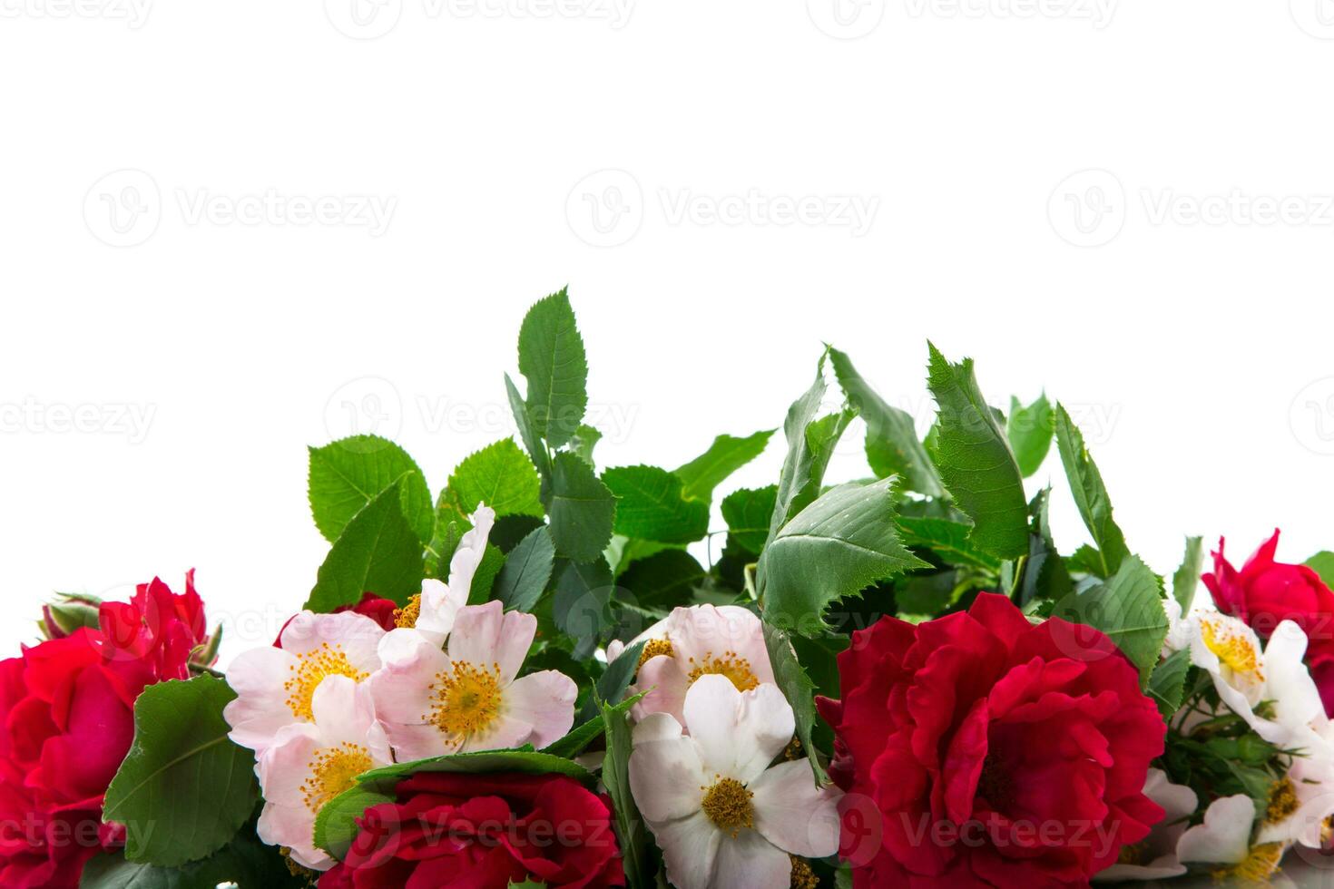 background of many red roses on white background photo