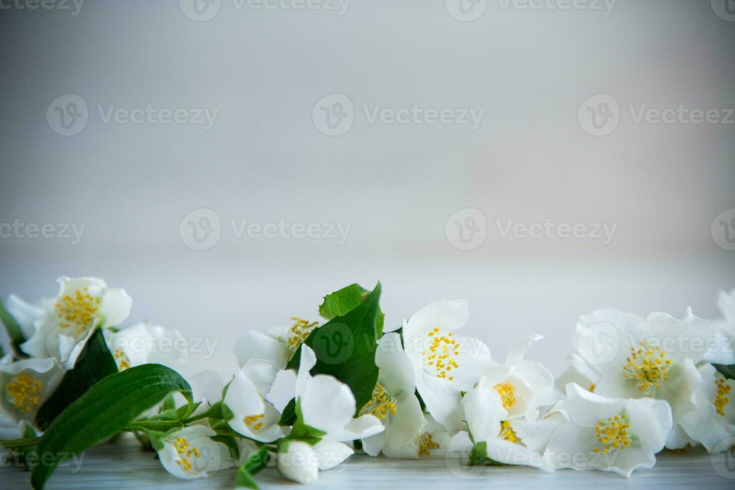 Wooden background with blooming white jasmine and empty space photo
