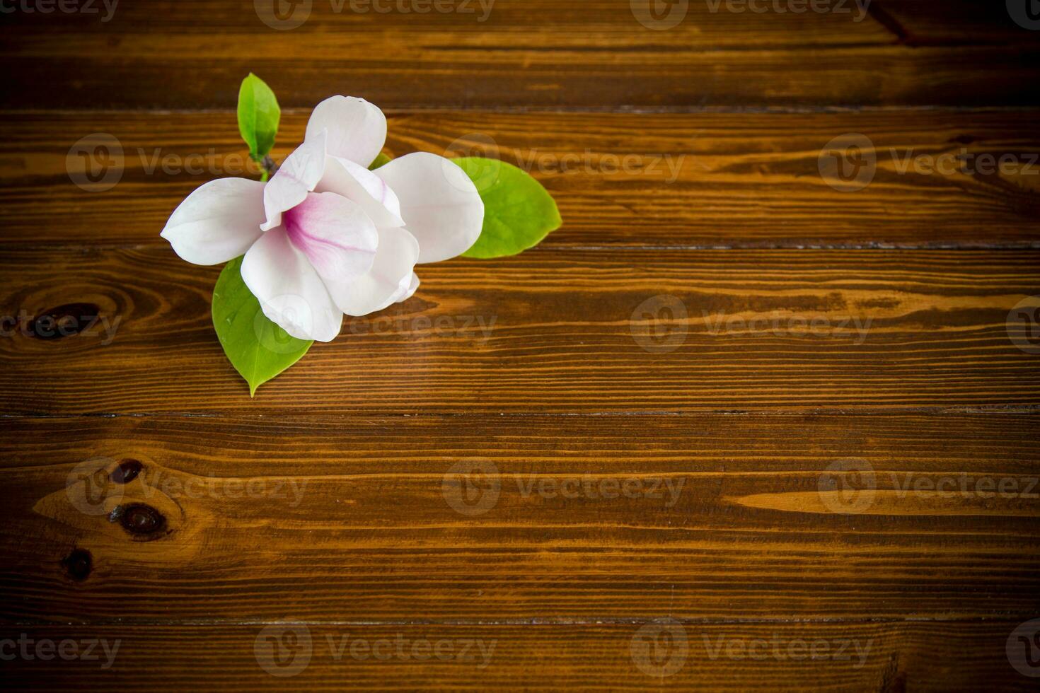 one pink flower on a branch of blooming magnolia on a wooden table photo