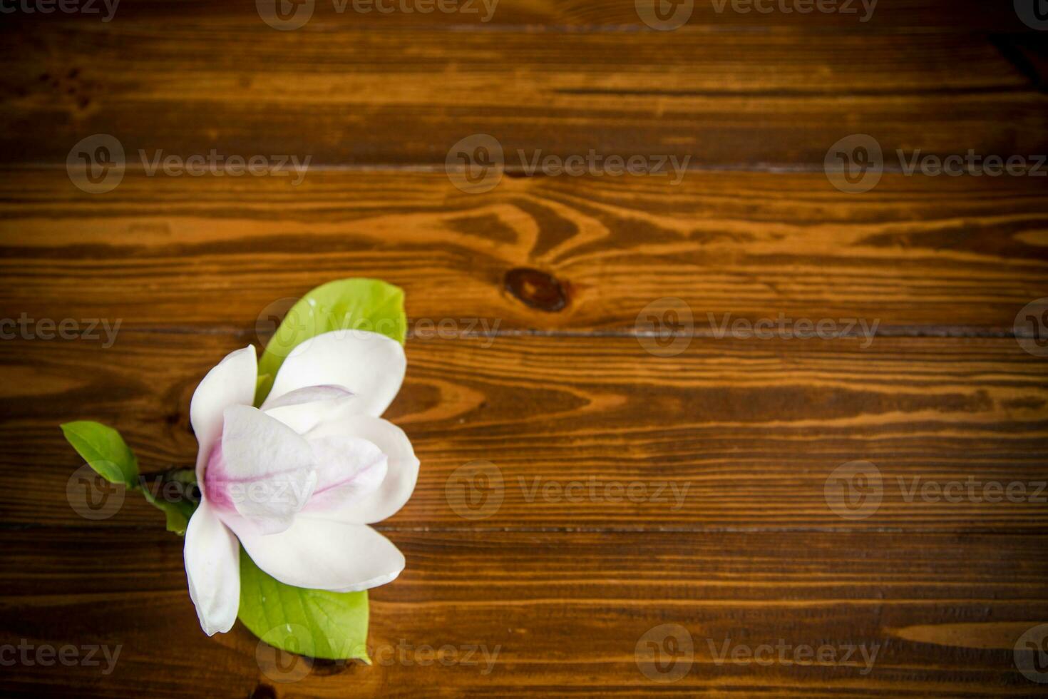 one pink flower on a branch of blooming magnolia on a wooden table photo