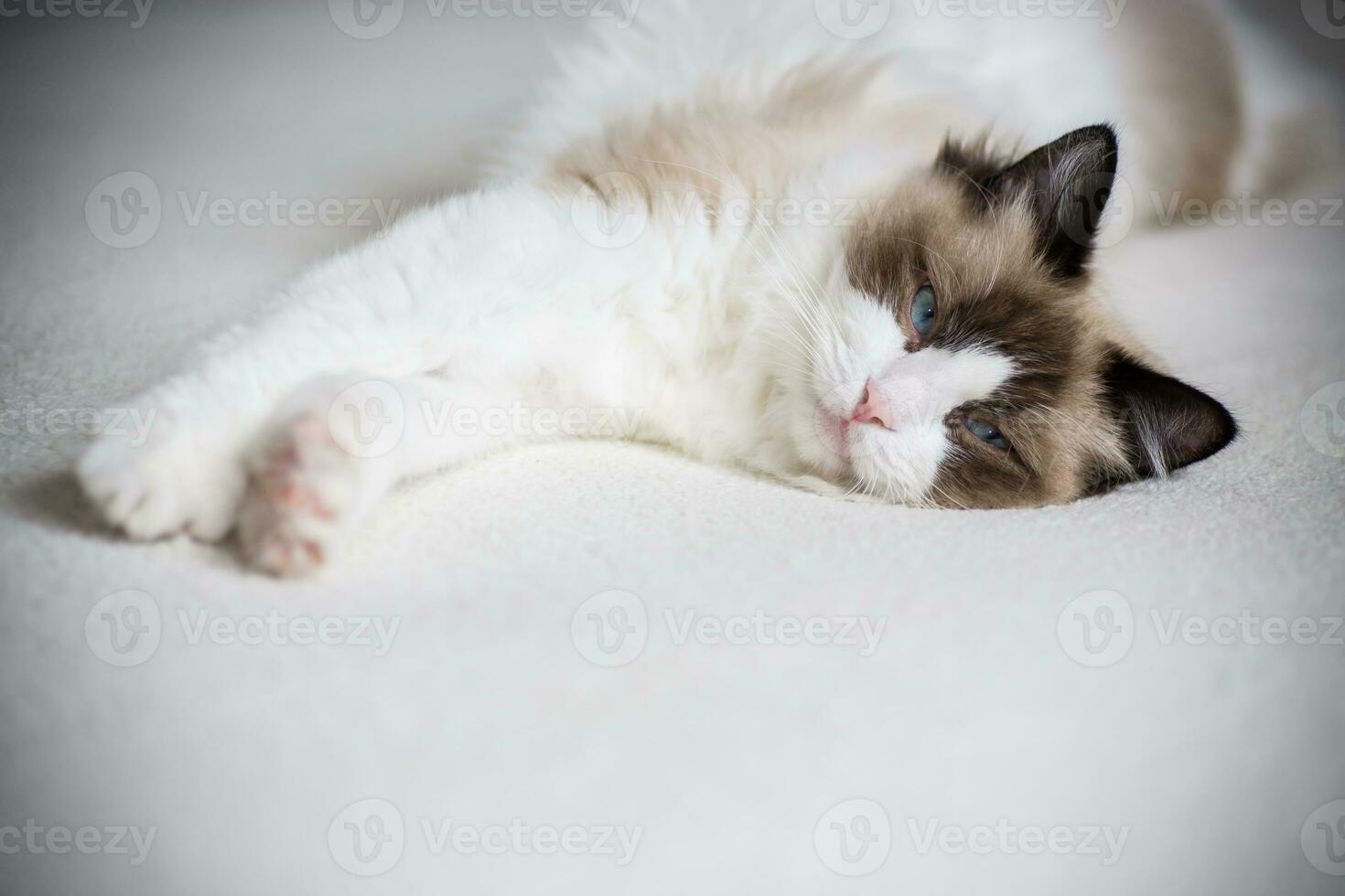 Young beautiful purebred Ragdoll cat at home photo