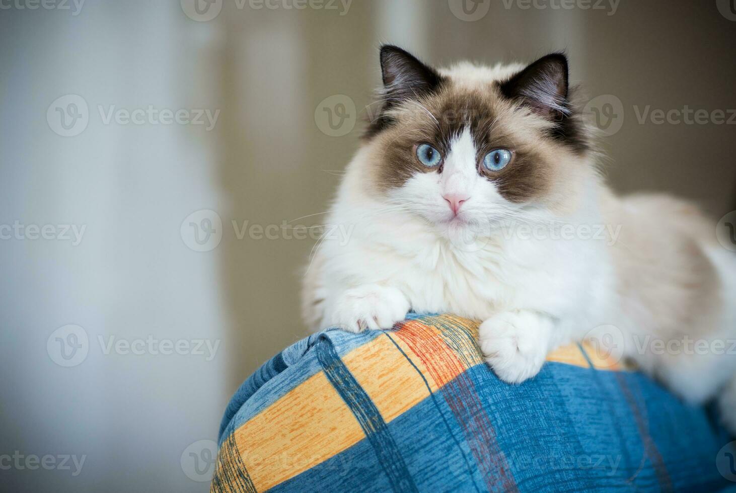 Young beautiful purebred Ragdoll cat at home photo