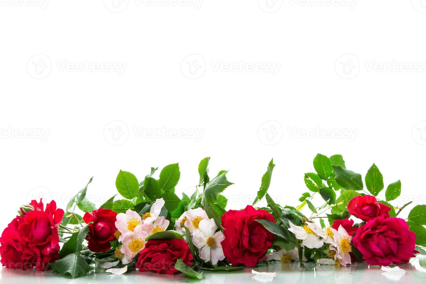 background of many red roses on white background photo