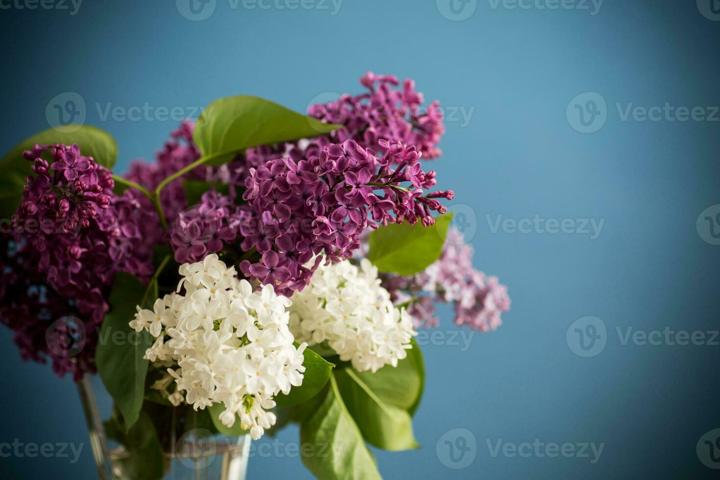bouquet of different blooming spring lilacs in a vase on blue background photo
