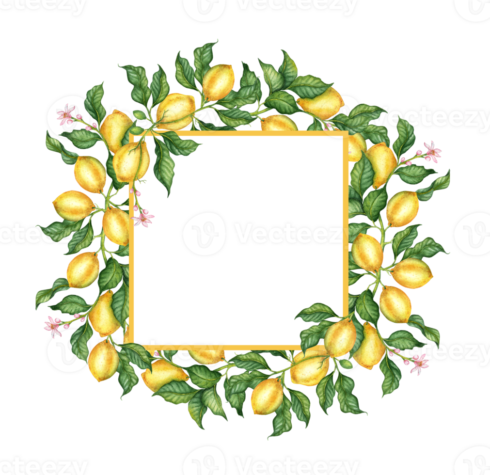 Watercolor illustration of a square frame of ripe, yellow, juicy lemons, flowers and buds. Tropical wreath isolated. Delicious food for design, print, fabric, background, posters png