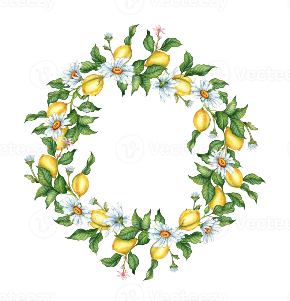 Watercolor illustration of a frame of ripe, yellow, juicy lemons, flowers, buds and daisies. Tropical wreath isolated. Delicious food for design, print, fabric, background, posters, cards, png