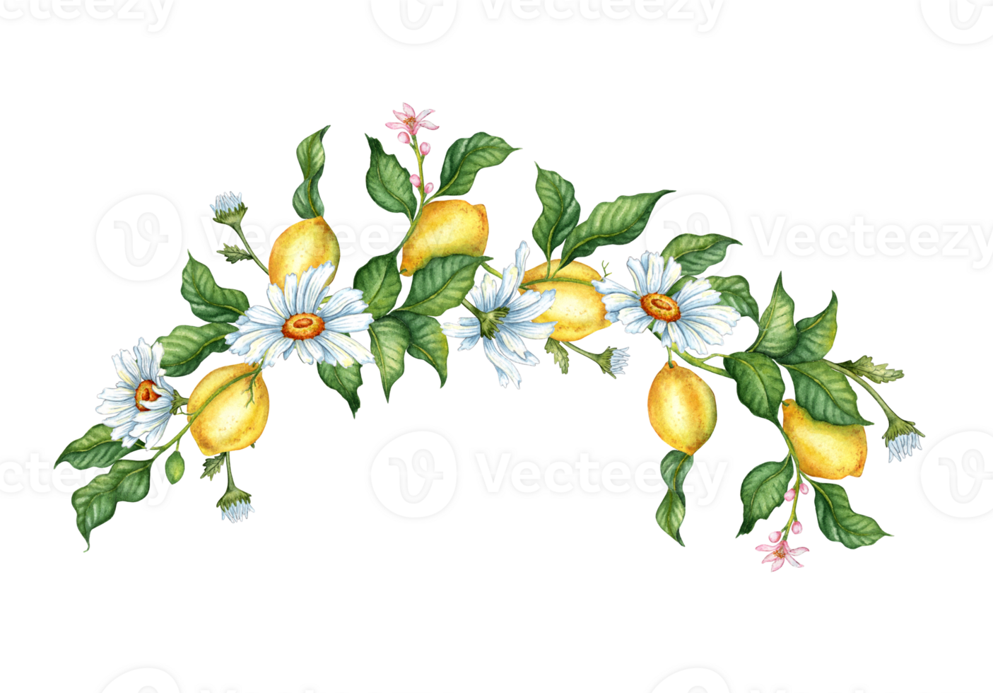 Watercolor illustration of a frame of ripe, yellow, juicy lemons, flowers, buds and daisies. Tropical wreath isolated. Delicious food for design, print, fabric, background, poster png