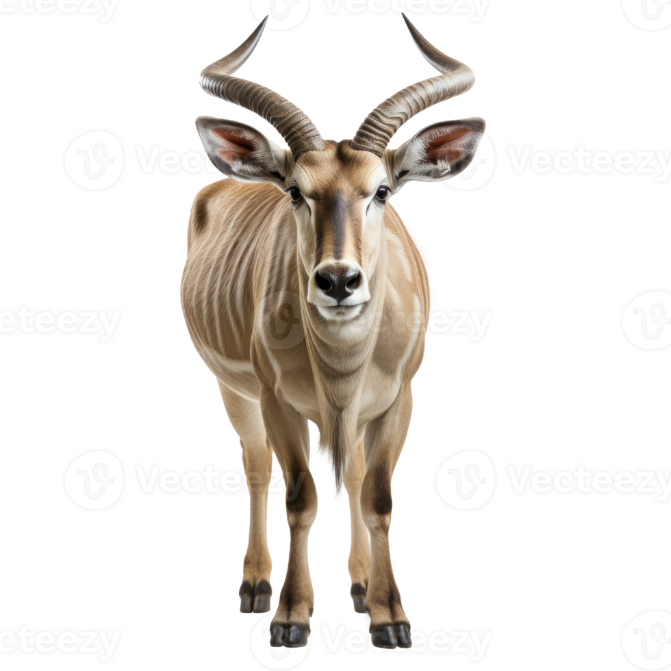 AI generated Eland on transparent background created with generative AI technology png