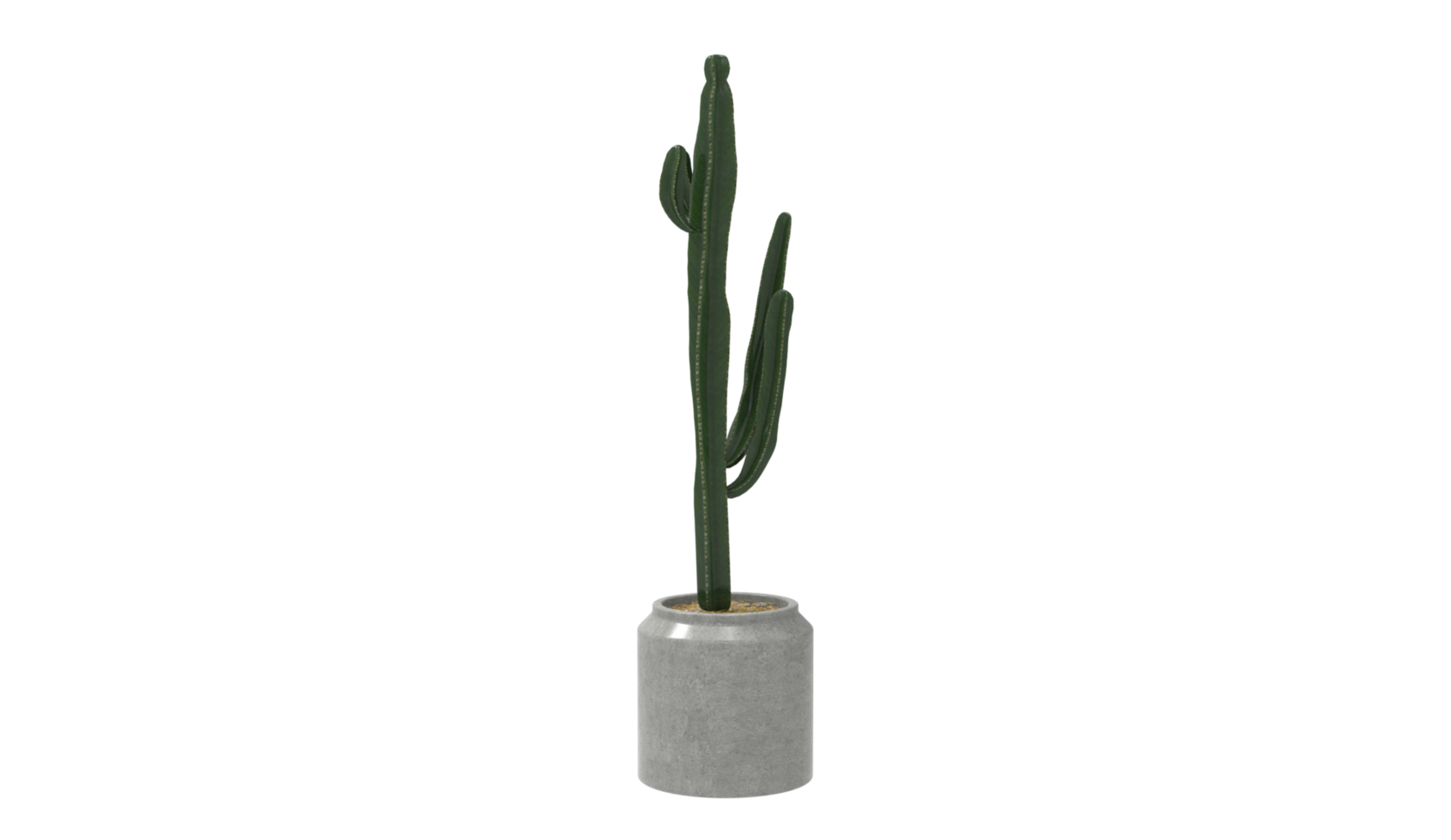 3d model of a cactus plant in a vase png