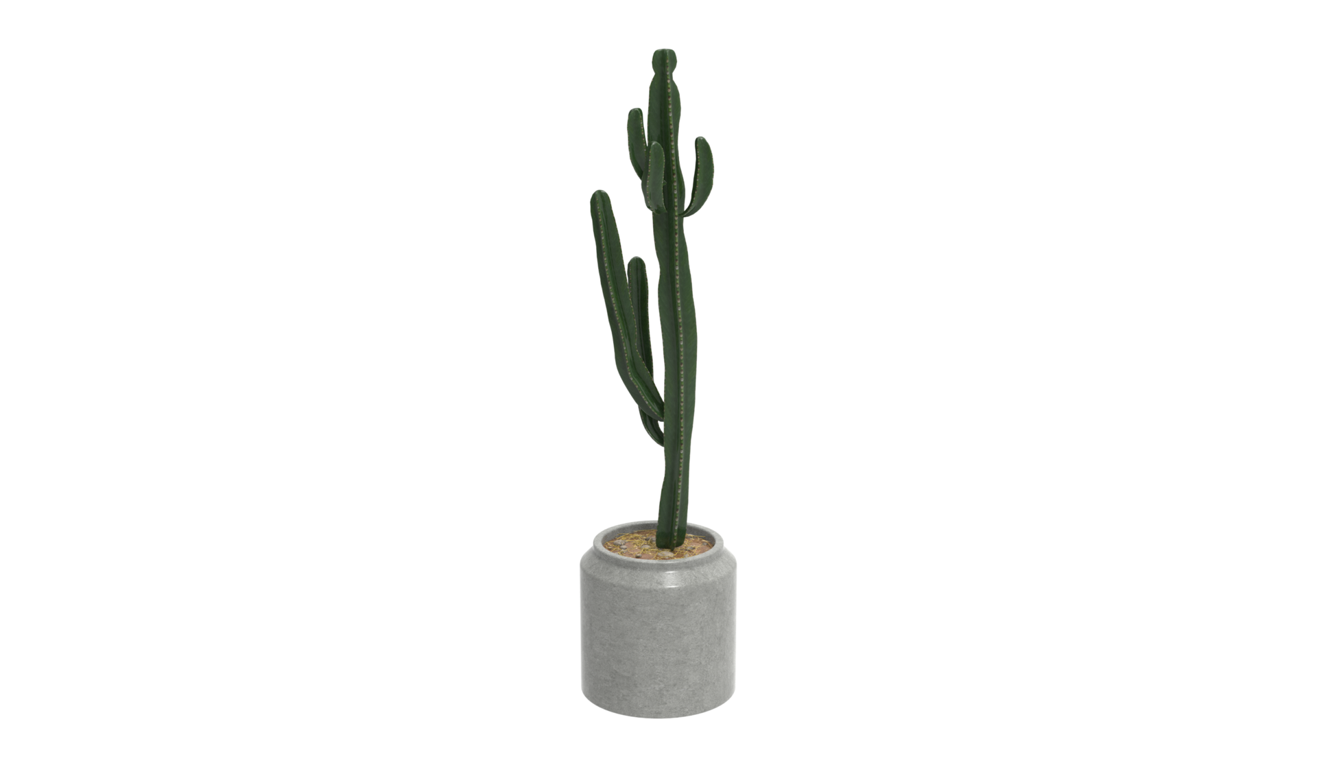 3d Model Of A Cactus Plant In A Vase 35489650 PNG 3d-model-of-a-cactus-plant-in-a-vase-35489650-png
