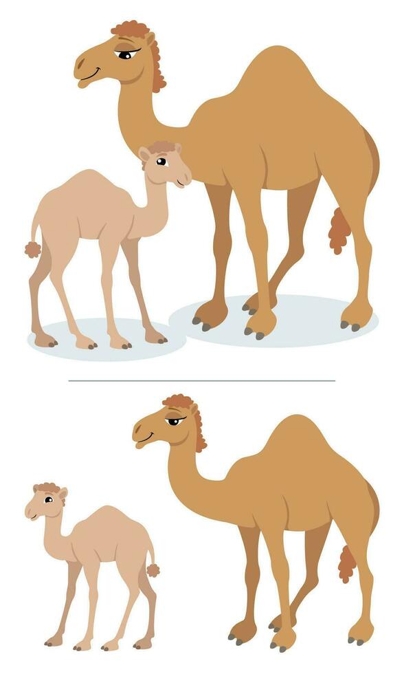 camellos en blanco vector