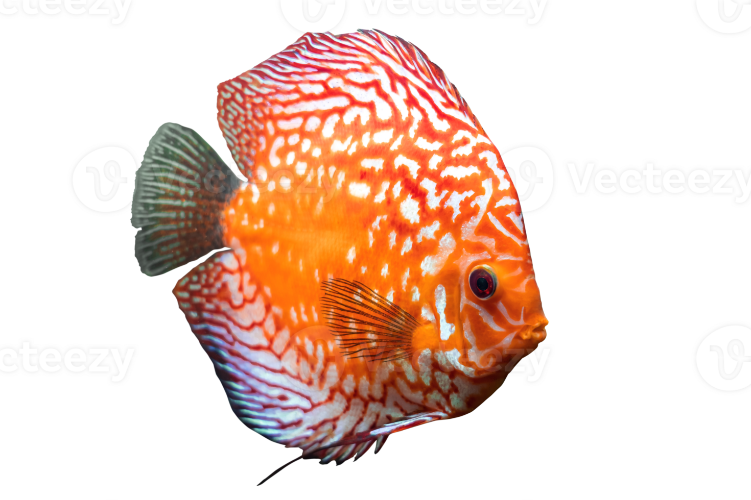 Full body of colorful discus or pompadour fish, Orange gold fish, isolated on transparent background, Amazon river animal, South America pompadour fish. PNG File