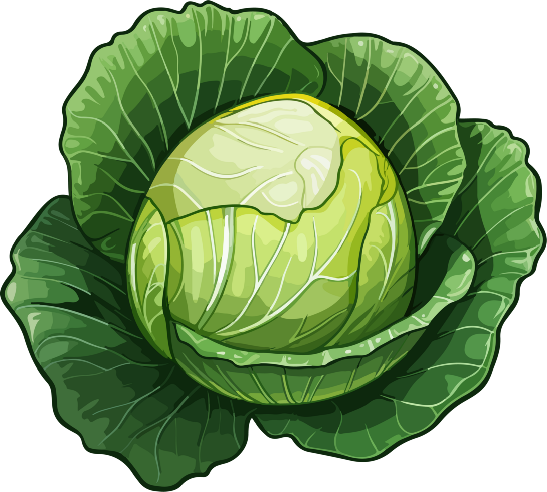 AI generated Cabbage clipart design illustration png