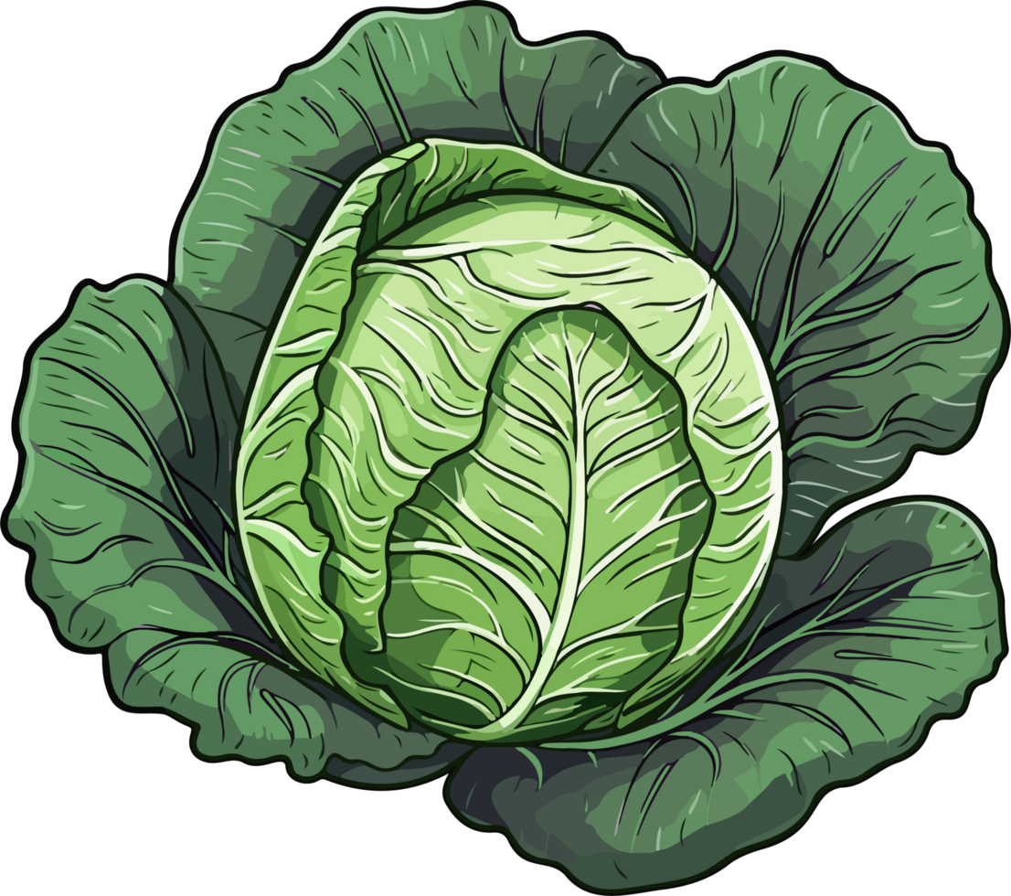 AI generated Cabbage clipart design illustration png