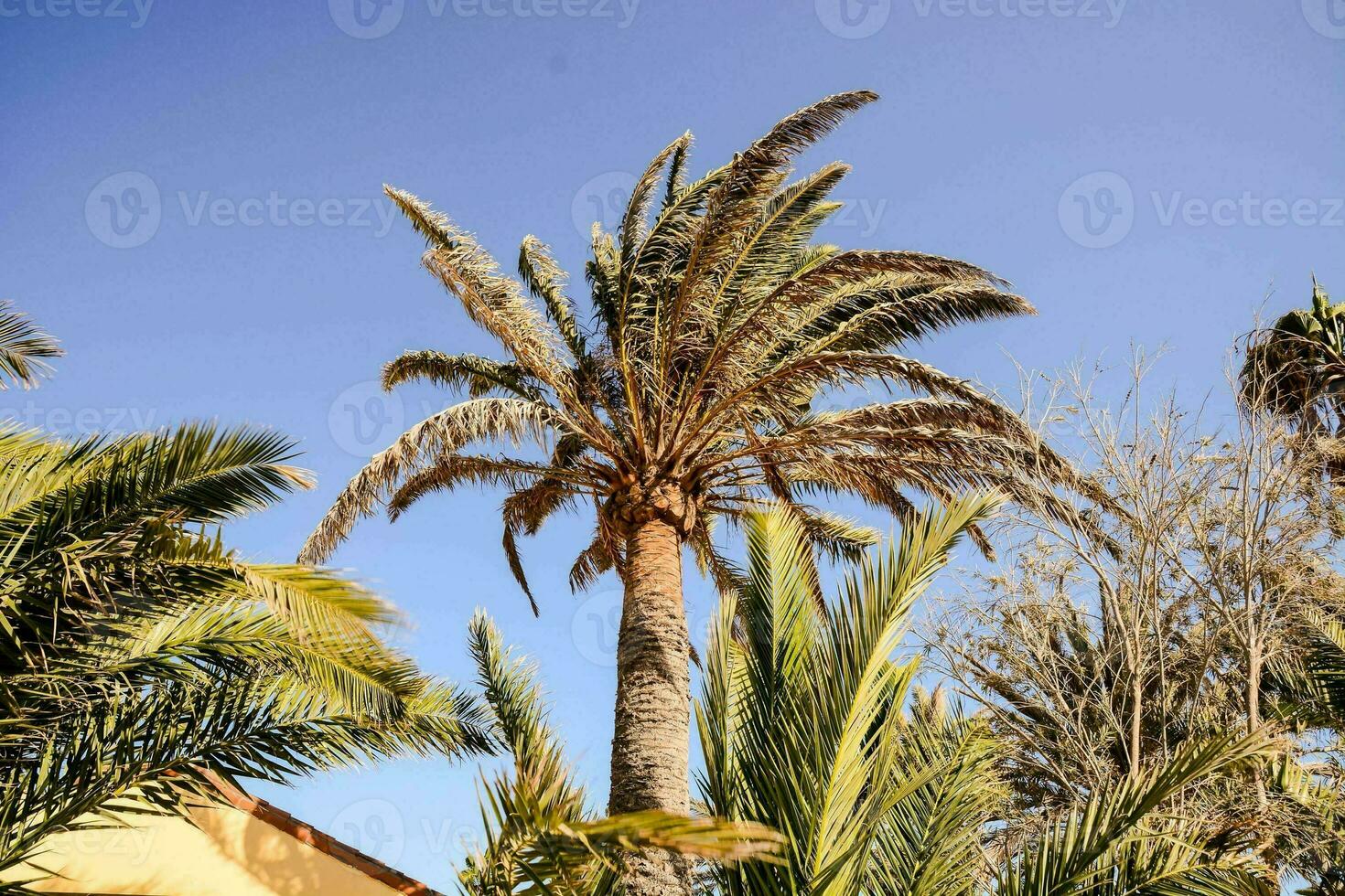 palma arboles en el jardín foto