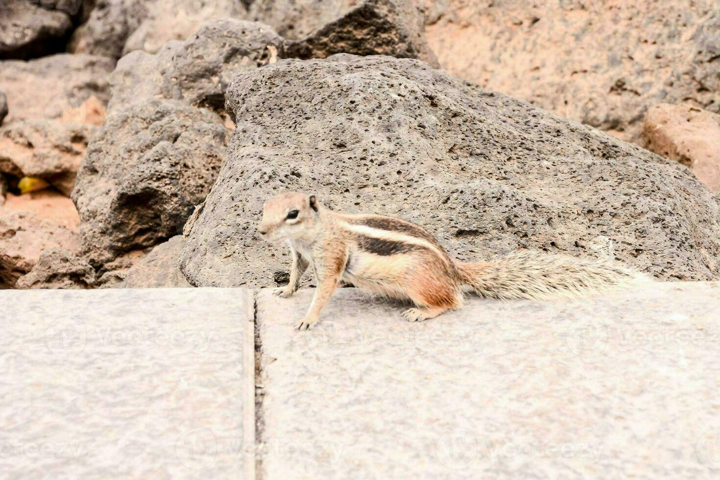 a squirrel standing on a stone ledge near some rocks photo