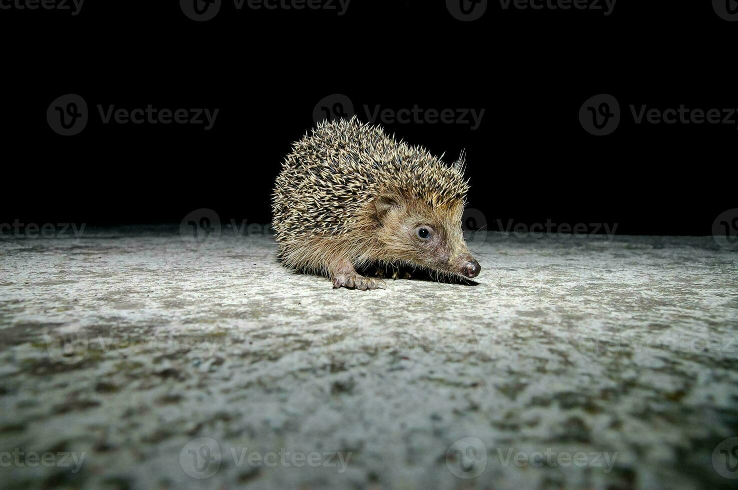 un erizo es caminando en el suelo a noche foto