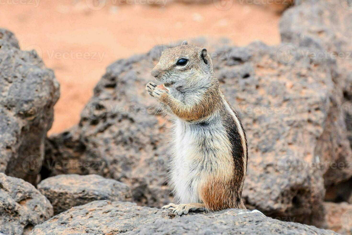 a chipmunk standing on a rock with its paws up photo
