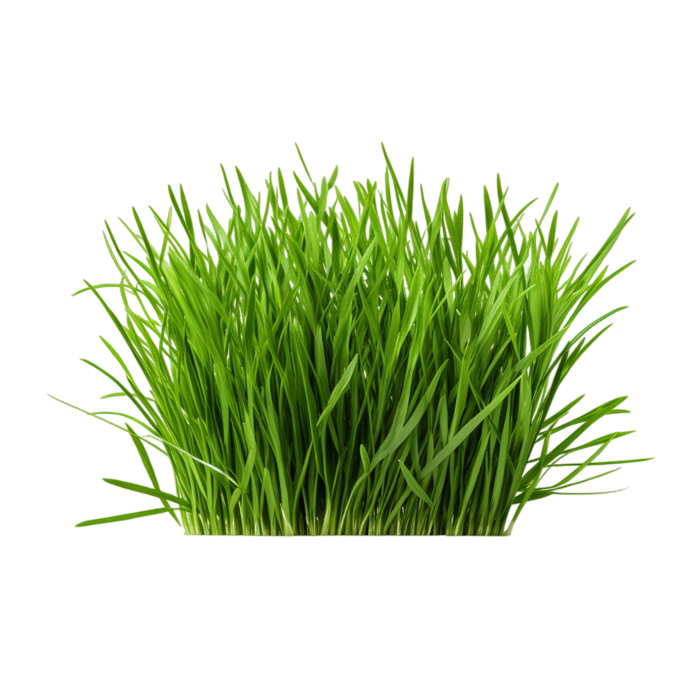 AI generated Wild grass land outdoors png