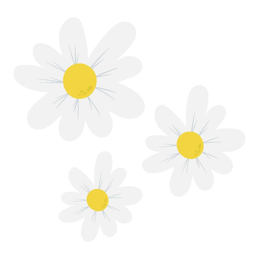 daisy flowers spring illustration vector