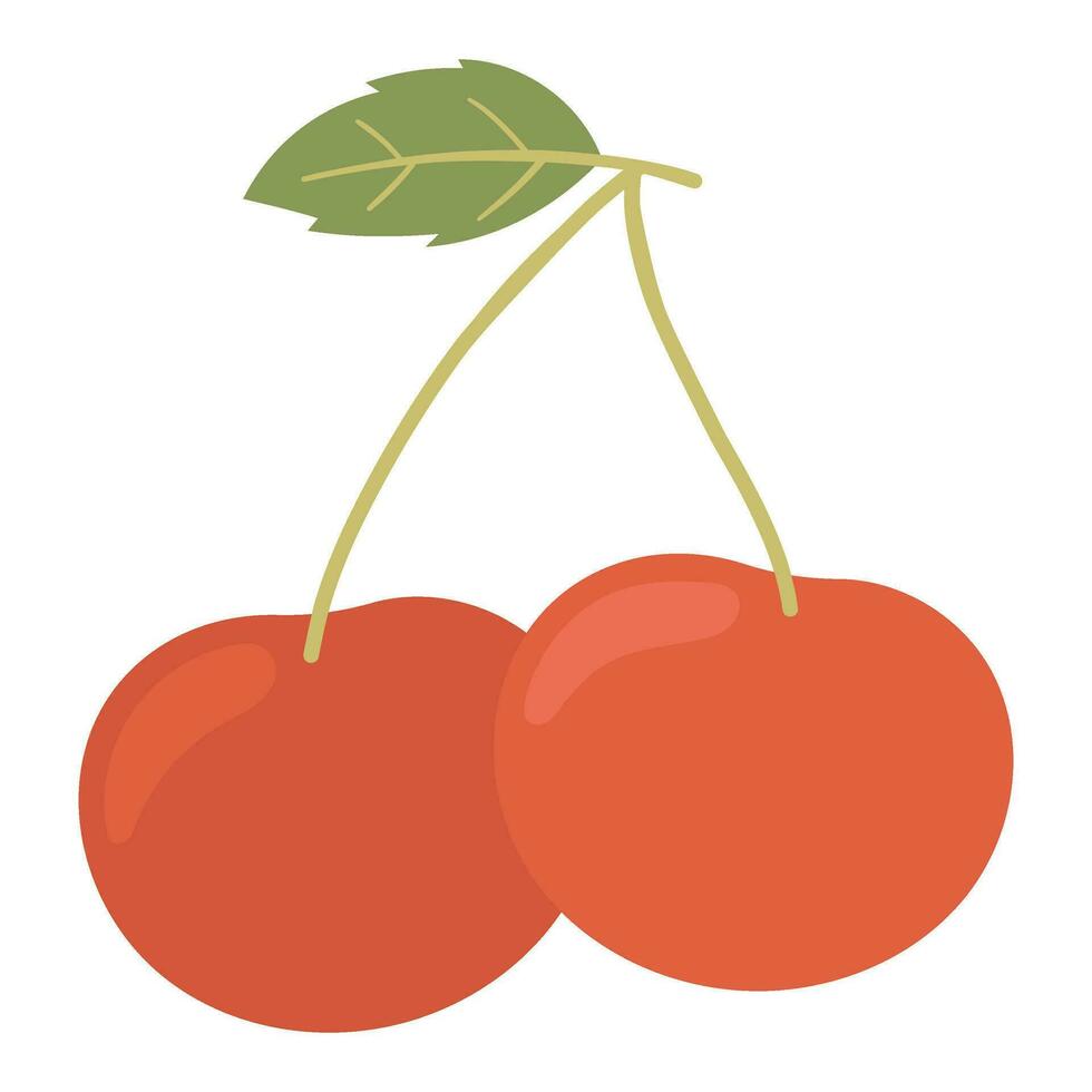 cherries fruit vector illustration