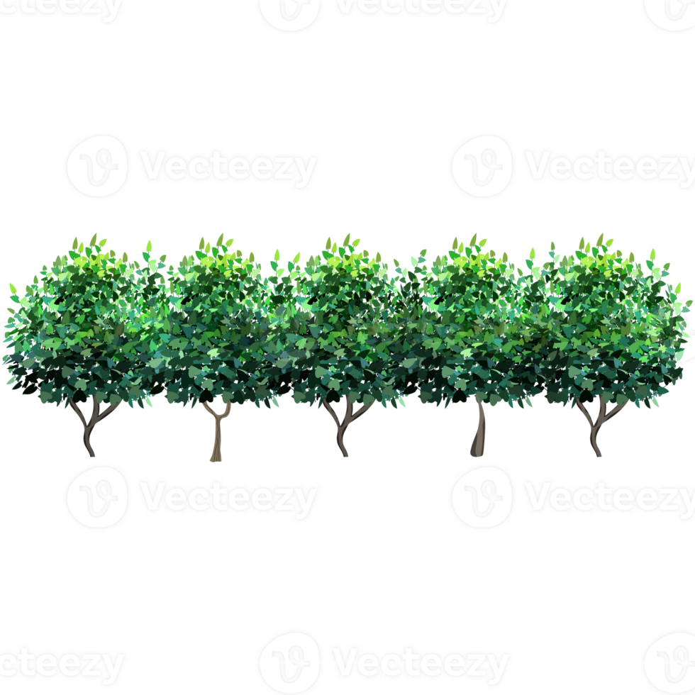 Green bush and tree for landscape and architecture drawing, elements for environment and garden,botanical elements for section in spring. png