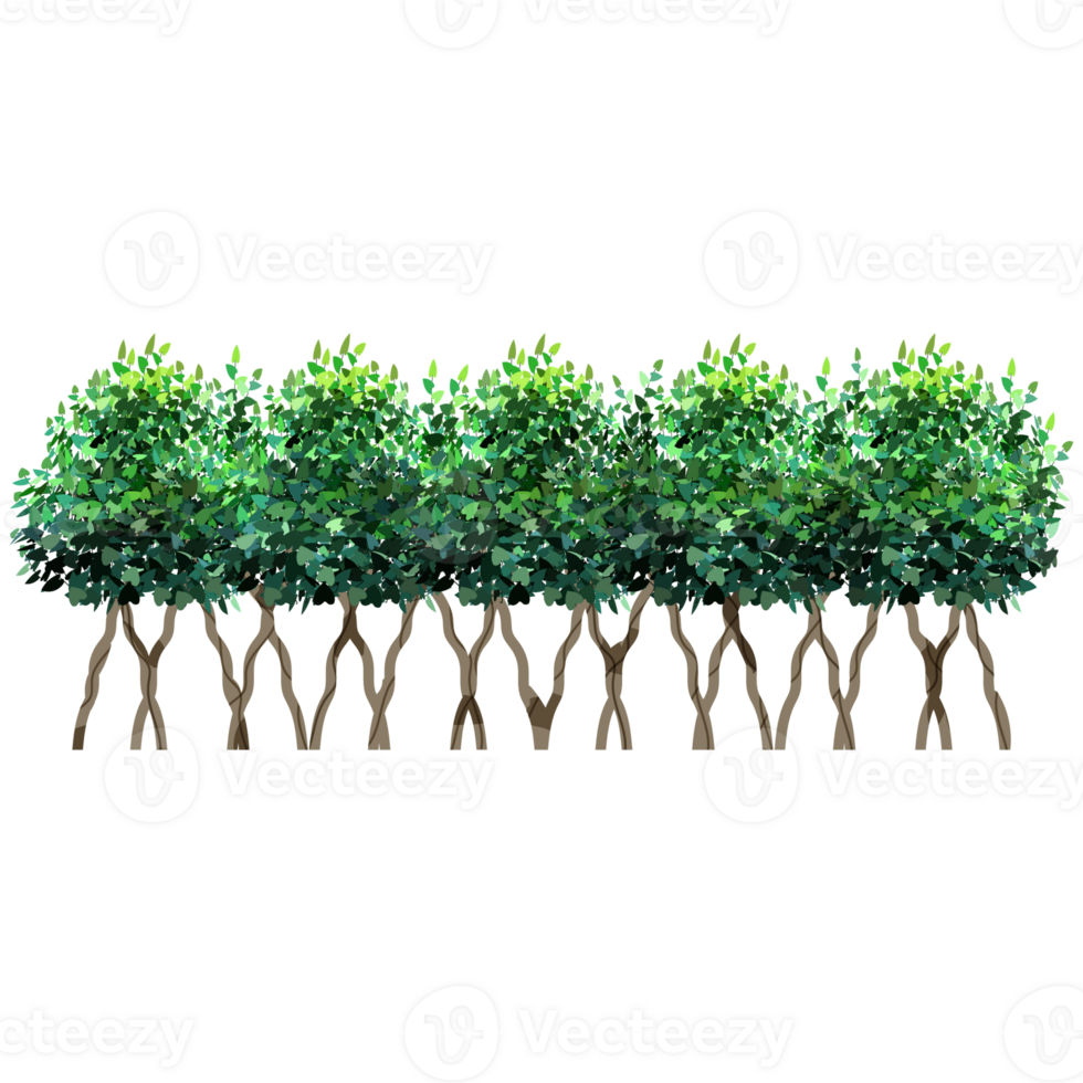 Green bush and tree for landscape and architecture drawing, elements for environment and garden,botanical elements for section in spring. png