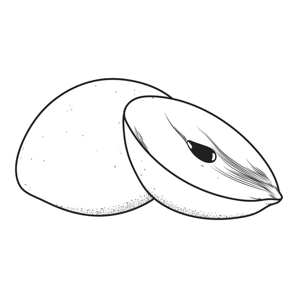 Sapodilla fruit  illustration in black and white and vector format.
