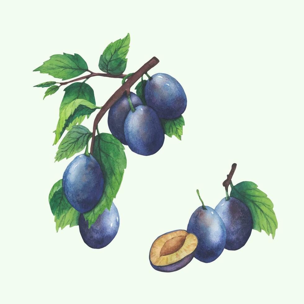 Watercolor vector illustration plum tree branches with green leaves and fruits isolated on white background