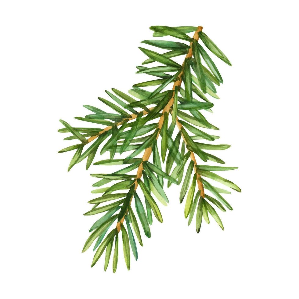 Watercolor illustration fir tree branches. Vector. Winter holiday clip art, evergreen pine parts. Xmas and New Year green conifer plant elements isolated on white background vector