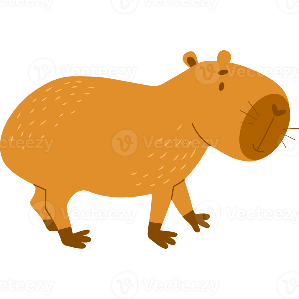 Cute capybara animal png