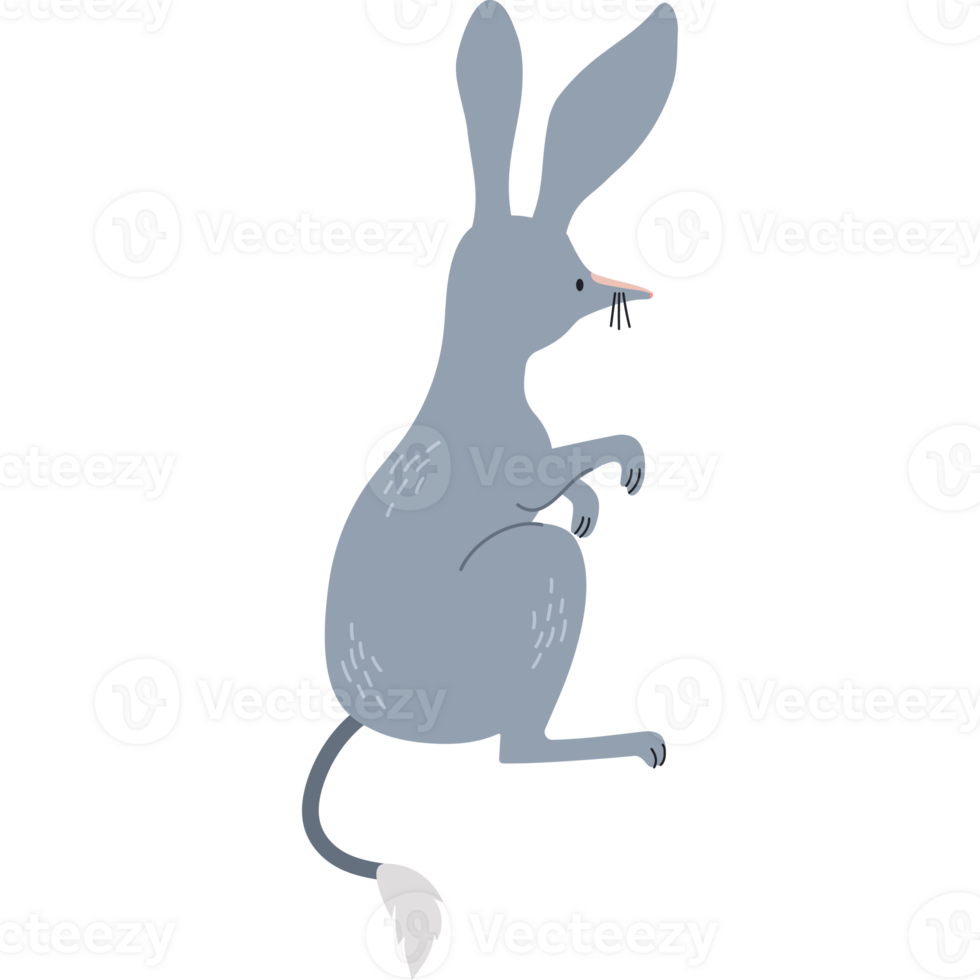 Australian bilby animal png