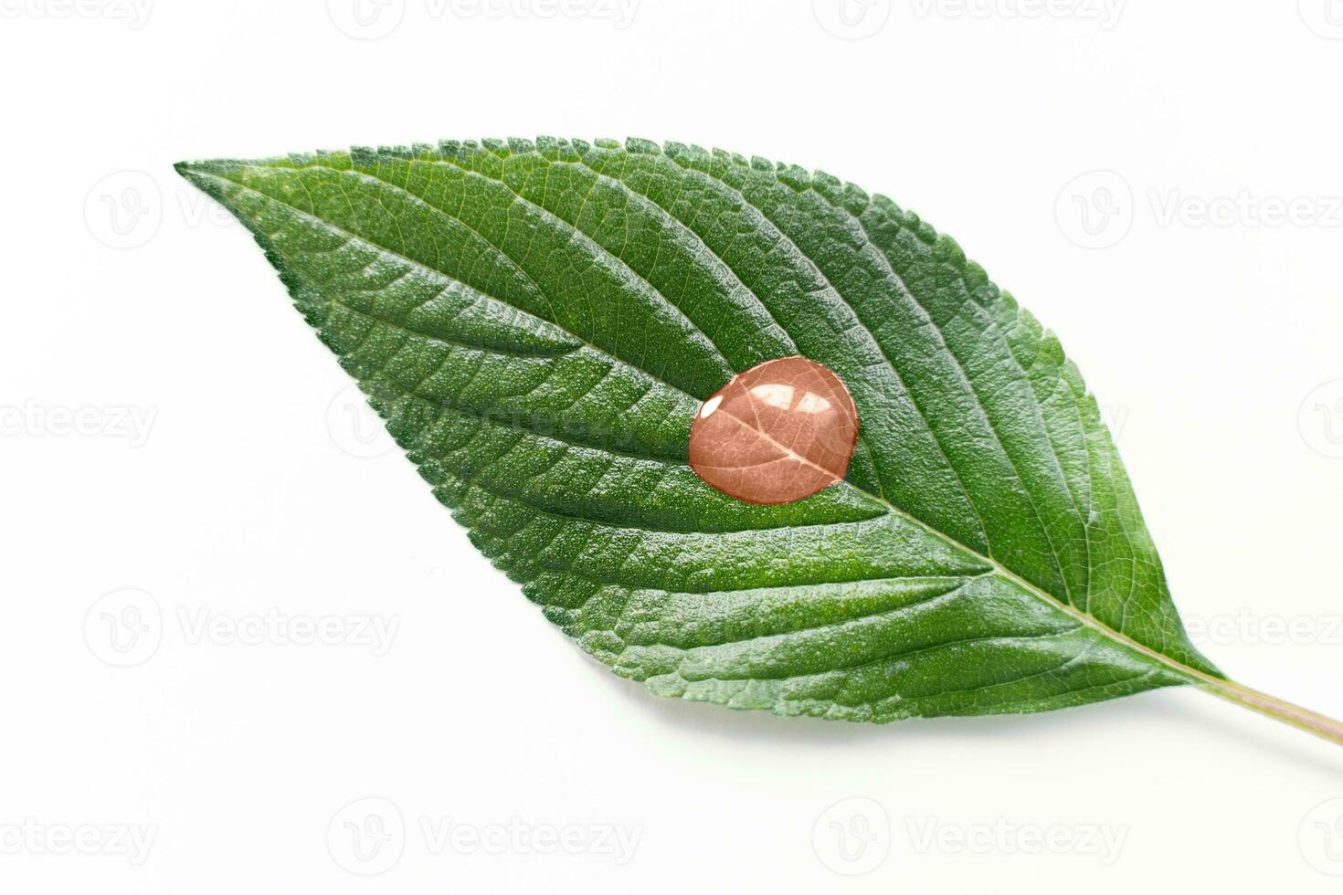 green leaf with drop isolated in peach color of the year 2024 photo