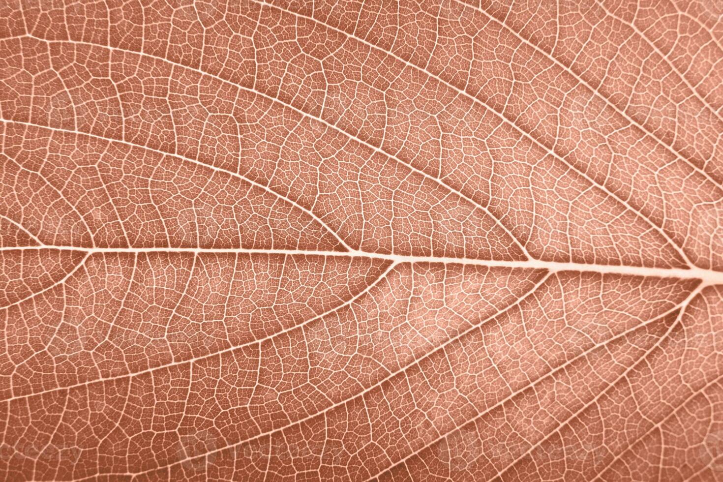 leaf close up macro in peach color of the year 2024 photo