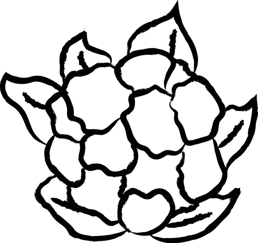 Cauliflower hand drawn vector illustration