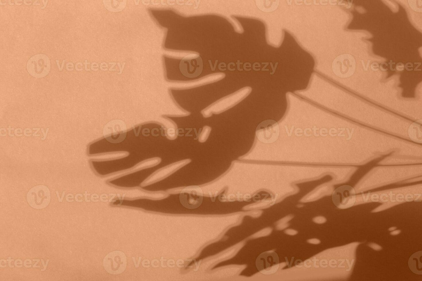 monstera leaf shadow on Peach Fuzz background with space for text. nature background photo