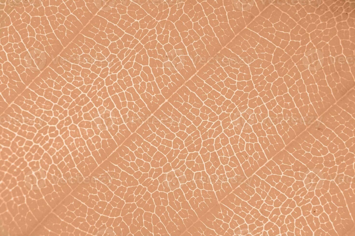 Macro photo of microscopic organic foliage. Peach Fuzz leaf texture background.