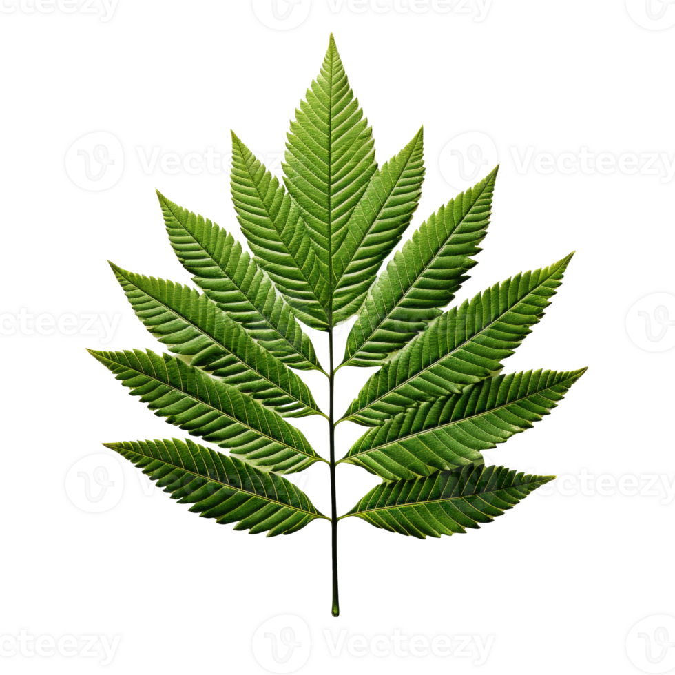 AI generated Green fern leaf on a transparent background created with generative AI technology png