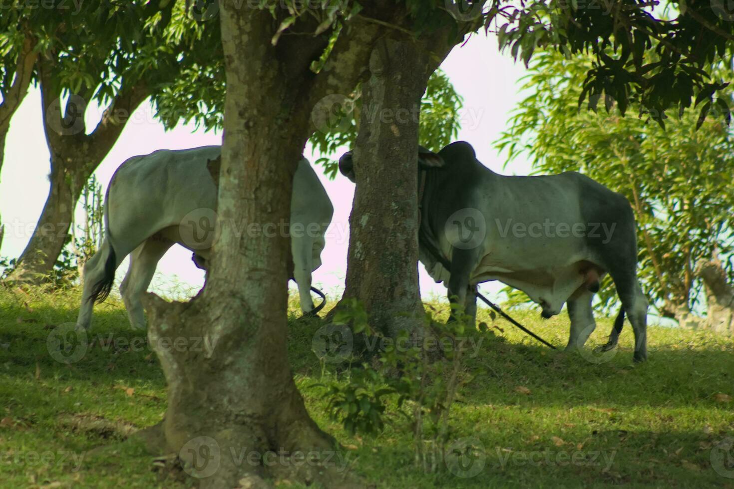 Cows hiding behind trees photo