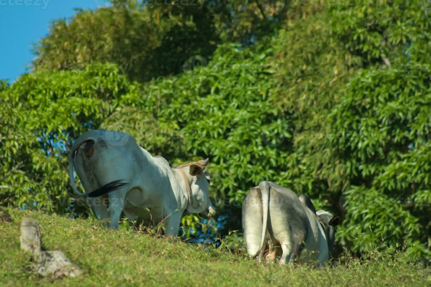 Back of cows on a hill 2 photo