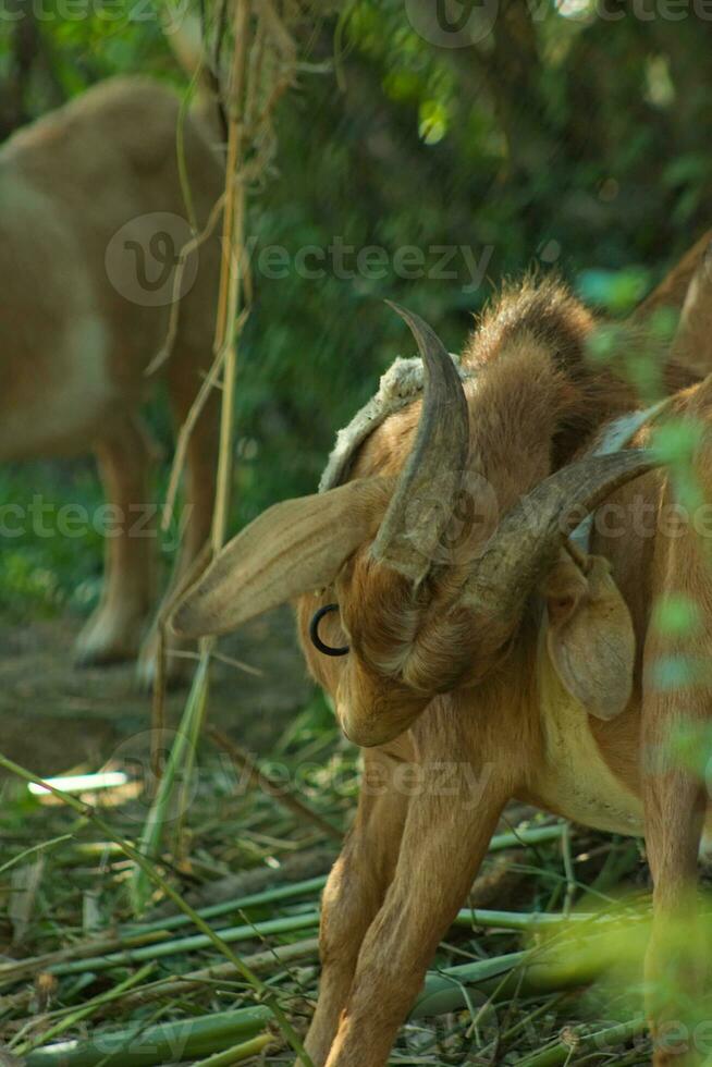 Bowed goat head with horns photo