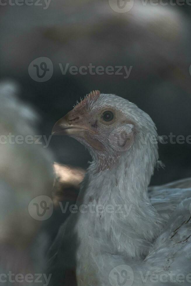 White chicken head in coop photo