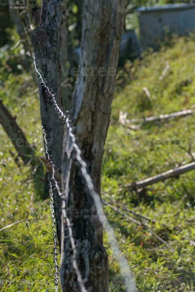 Barb wire fence photo