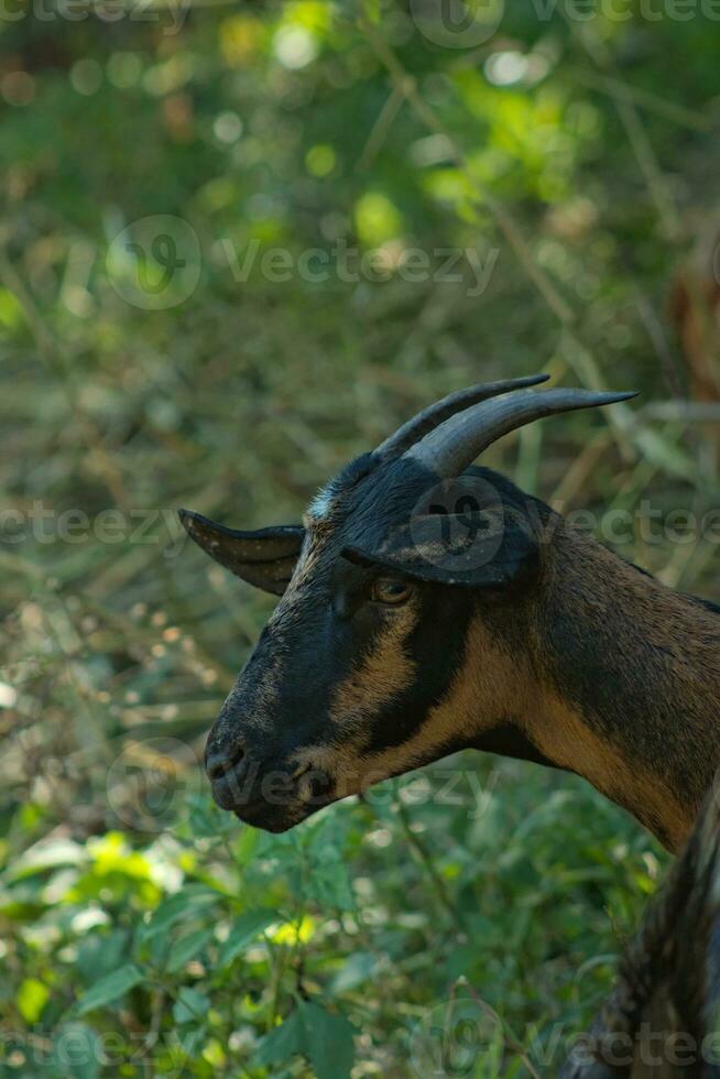 Side view goat face with horn 1 photo