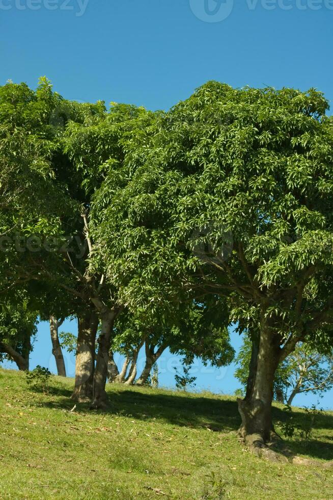 Green trees on grassland hillside 2 photo