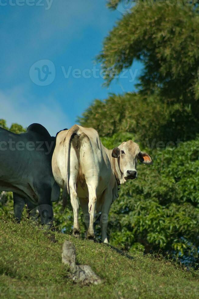 Cow looking around from behind photo