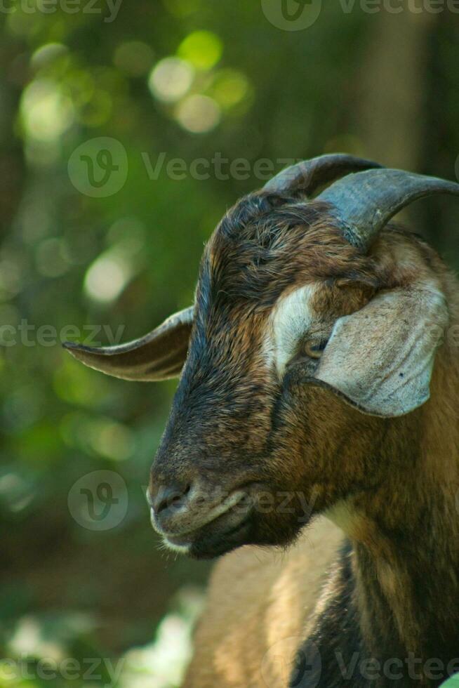 Side view goat face with horn 2 photo