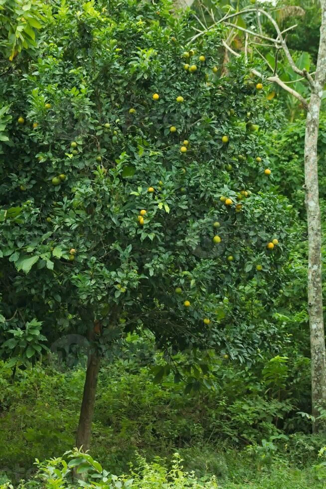 Orange fruit tree photo